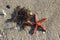 Starfish and seaweed on the sand