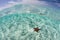 Starfish on Shallow, Caribbean Sand Flat
