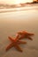 Starfish shell on beach in sunrise light