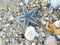 Starfish, shell, sea, beach, crabs