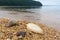 Starfish and shell on the seashore.