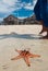 Starfish sits on sand