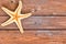 Starfish skeleton on wooden plank background