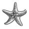 starfish sketch vector illustration