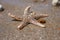 Starfish species Asterias rubens with shingle, view close-up on a coastal sea sand after the tide