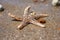 Starfish species Asterias rubens with shingle, view close-up on a coastal sea sand after the tide. The Bay of Biscay