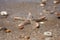 Starfish species Asterias rubens with shingle, view close-up on a coastal sea sand after the tide. The Bay of Biscay