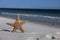 Starfish standing on the beach