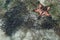 Starfish star fish sea snorkeling dive underwater sealife wildlife