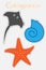 Starfish, stingray and shell in cartoon style, cutting practice, education game for the development of preschool children, use