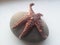 Starfish stone 