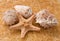Starfish and three seashell