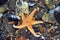 Starfish in a Tide Pool