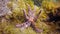 Starfish underwater on bottom of Atlantic ocean.