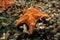Starfish underwater over coral seabed