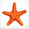 Starfish, vector icon