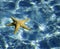 Starfish water background