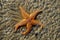 Starfish in water on sand