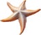 Starfish, a Watercolor painting of a starfish. AI-Generated.