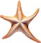 Starfish, a Watercolor painting of a starfish. AI-Generated.