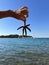 A starfish in a woman\\\'s hands. Marine animal, inhabitant of the Adriatic Sea. The girl holds a starfish with her fingers