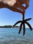 A starfish in a woman\'s hands. Marine animal, inhabitant of the Adriatic Sea. The girl holds a starfish with her fingers