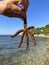 A starfish in a woman\'s hands. Marine animal, inhabitant of the Adriatic Sea. The girl holds a starfish with her fingers