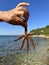 A starfish in a woman\'s hands. Marine animal, inhabitant of the Adriatic Sea. The girl holds a starfish with her fingers