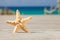 Starfish on a wooden path.