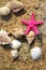 Starfishes on the beach