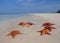 Starfishes Beach