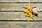 Starfishes and conch on a wooden pier