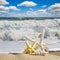 Starfishes on sandy beach