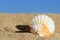 Starfishes on sandy beach