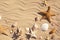 Starfishes and seashells on beach sand with wave pattern. Space for text