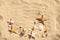 Starfishes and seashells on beach with wave pattern, flat lay. Space for text