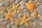 Starfishes, seashells and pebbles