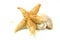 Starfishs and seashells