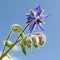 Starflower, Borago officinalis, bloosom and buds