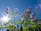 Starflower, Borago officinalis, and summer sun