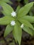 Starflower plant with white flowers