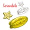 Starfruit or carambola fruit isolated sketch