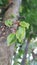 Starfruit carambola tree with fruit