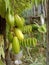 Starfruit fruit photography