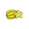 Starfruit isolated carambola, star shape slice