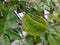 Starfruit leaves