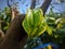 Starfruit Sweet Starfruit is a fruit-producing plant with a distinctive shape originating from Indonesia, India, and Sri Lanka