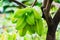 Starfruit tree with bunch of growing ripe green Starfruits Wolhusen