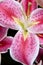 Stargazer Lily