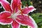 Stargazer Lily